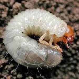 uploads/images/pest/pumkin grubs.jpg